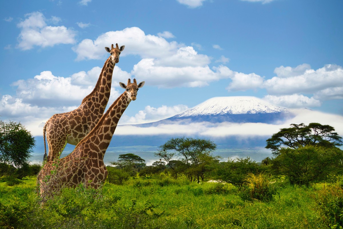 Тур экскурсионный "Тропа жирафа"